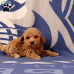 Ursa, Mini Goldendoodle Puppy